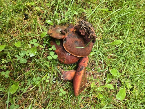 Neoboletus sp. 'vividivelutinus'