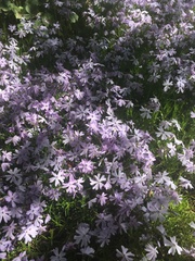 Phlox subulata
