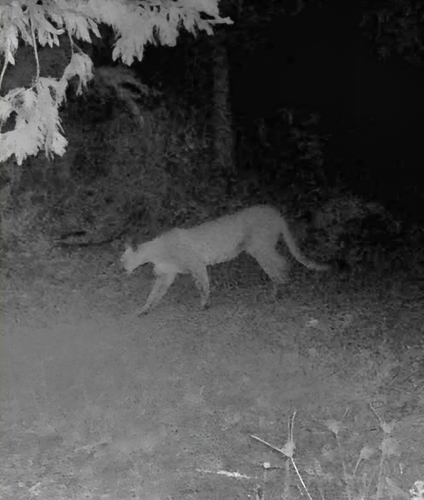 Mountain Lion