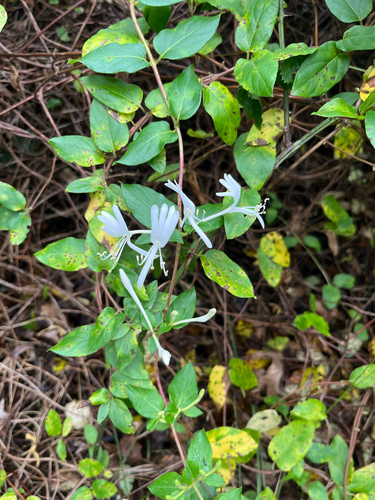 Japanese honeysuckle
