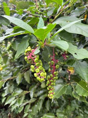 American pokeweed