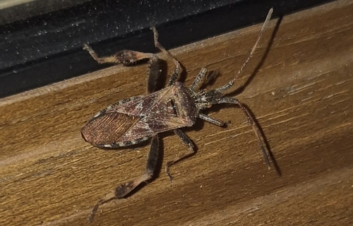 Western Conifer Seed Bug