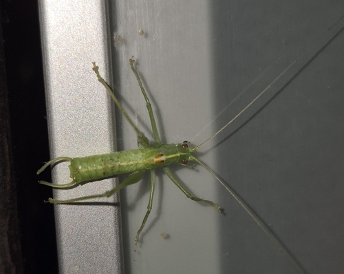 Southern Oak Bush-cricket