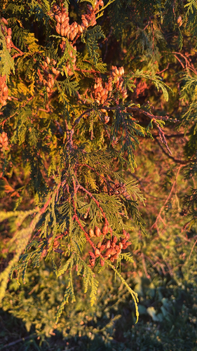 northern whitecedar