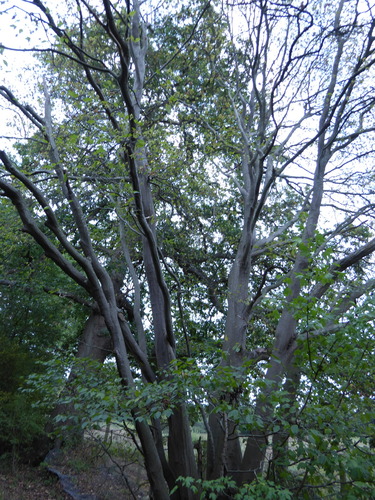 Carpinus betulus, photograph 3