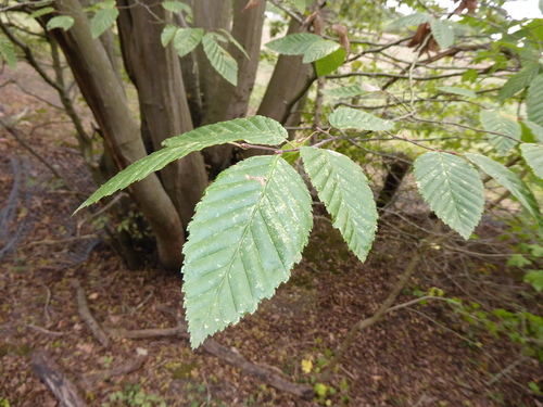 Carpinus betulus, photograph 4