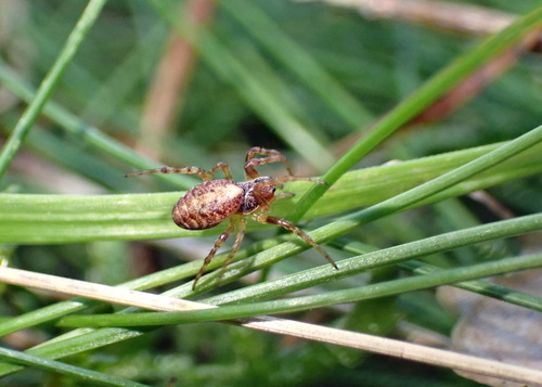 Carmine Orbweaver