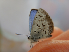 Celastrina lucia