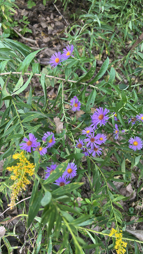 New England aster