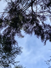 Calocedrus decurrens