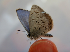 Celastrina lucia