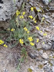Linaria supina