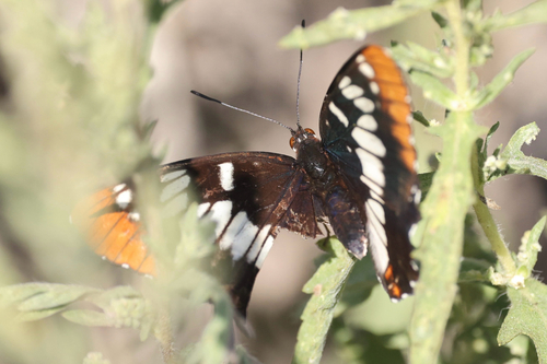iNaturalist observation photo of Lorquin's Admiral