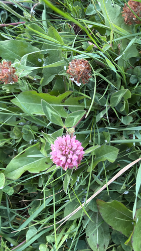 Red Clover