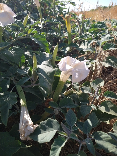 Sacred Datura
