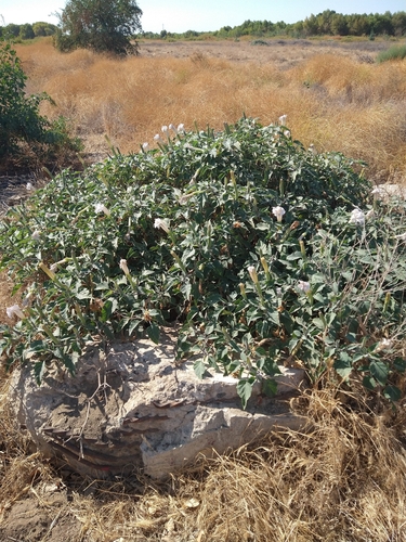 Sacred Datura