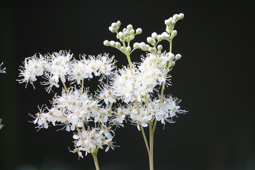 Meadowsweet