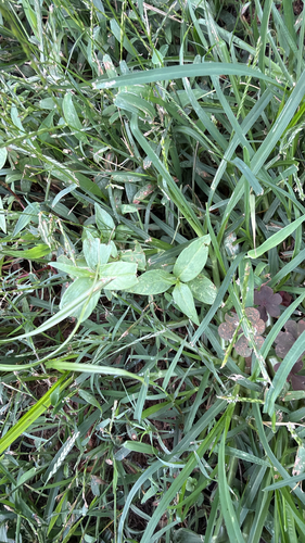 low smartweed