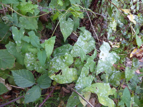 Bindweed Powdery Mildew