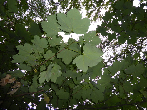 sycamore maple