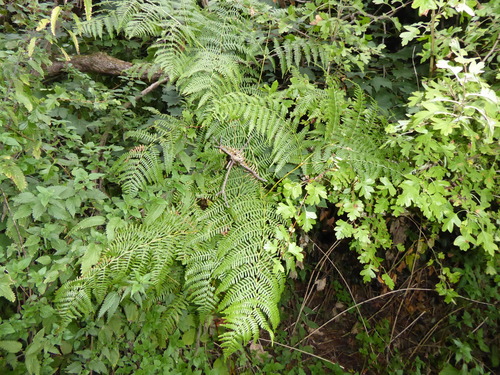 common bracken