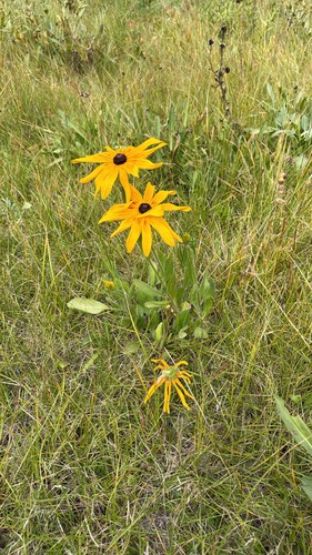 black-eyed Susan