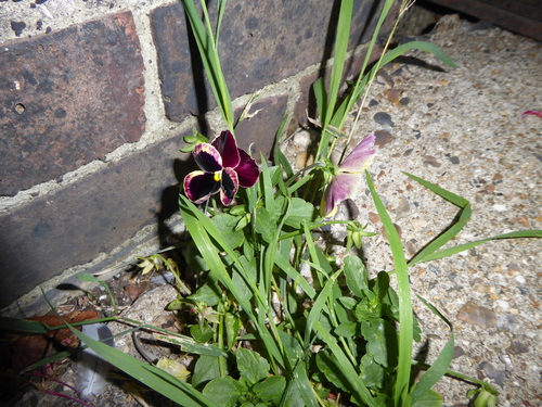 garden pansy