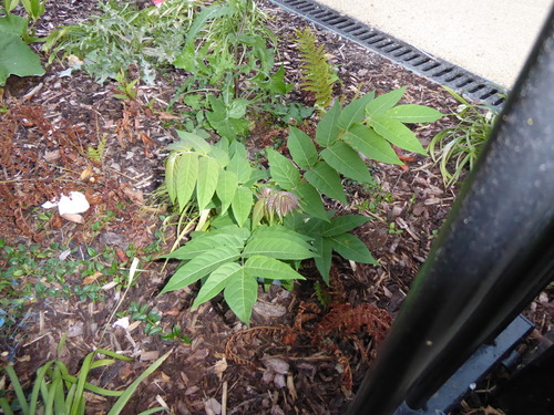 tree-of-heaven