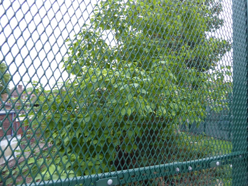 southern catalpa
