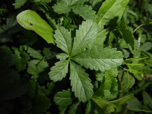Creeping cinquefoil