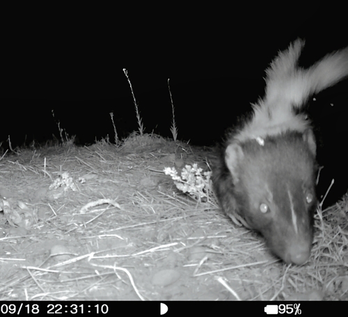 Striped Skunk