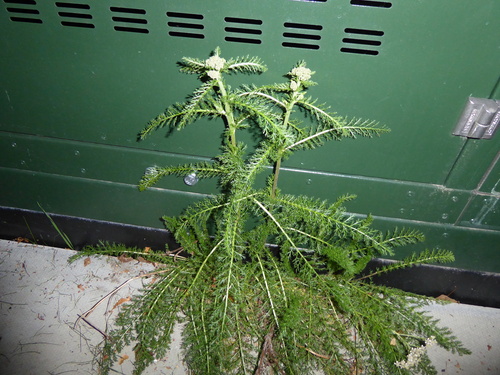 common yarrow