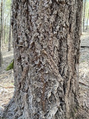 Calocedrus decurrens