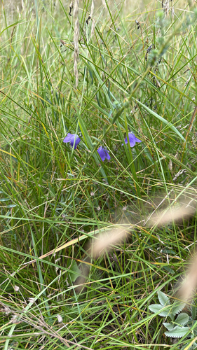 western harebell