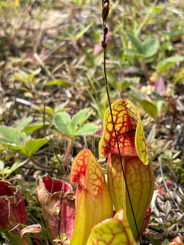 purple pitcher plant