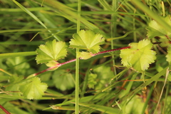 Alchemilla capensis