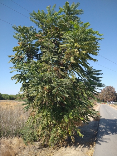 tree-of-heaven