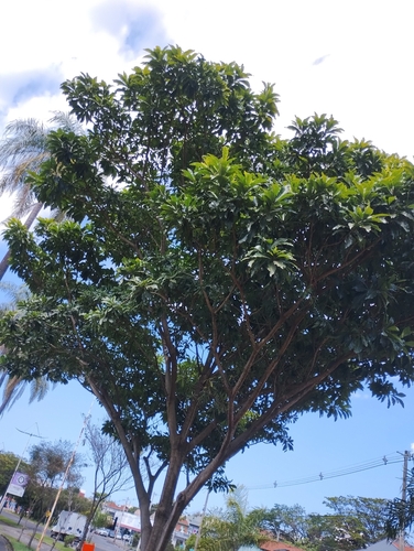 Genipa americana
