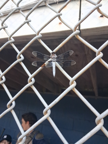 Common Whitetail