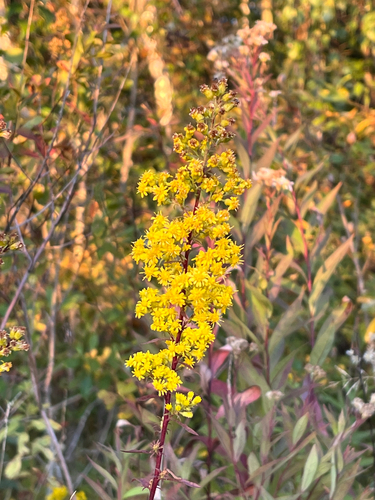 Downy Goldenrod