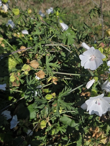 musk mallow