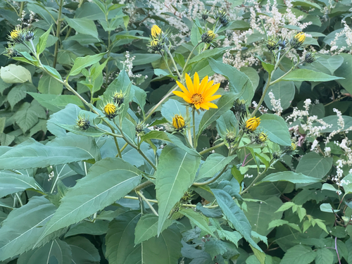Jerusalem artichoke