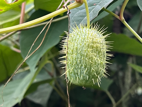 prickly cucumber
