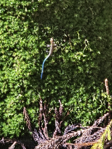Japanese five-lined skink