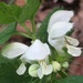 White Deadnettle - Photo (c) mahagon, some rights reserved (CC BY-NC), uploaded by mahagon