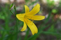 Hemerocallis lilioasphodelus