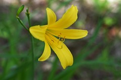 Hemerocallis lilioasphodelus