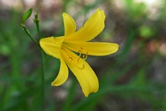 Hemerocallis lilioasphodelus