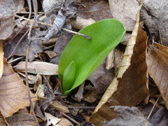 Galearis spectabilis