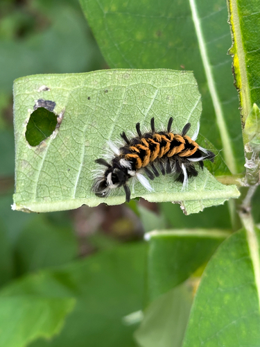 Milkweed Tussock Moth